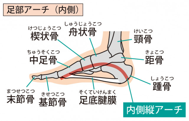 足首の構造イラスト